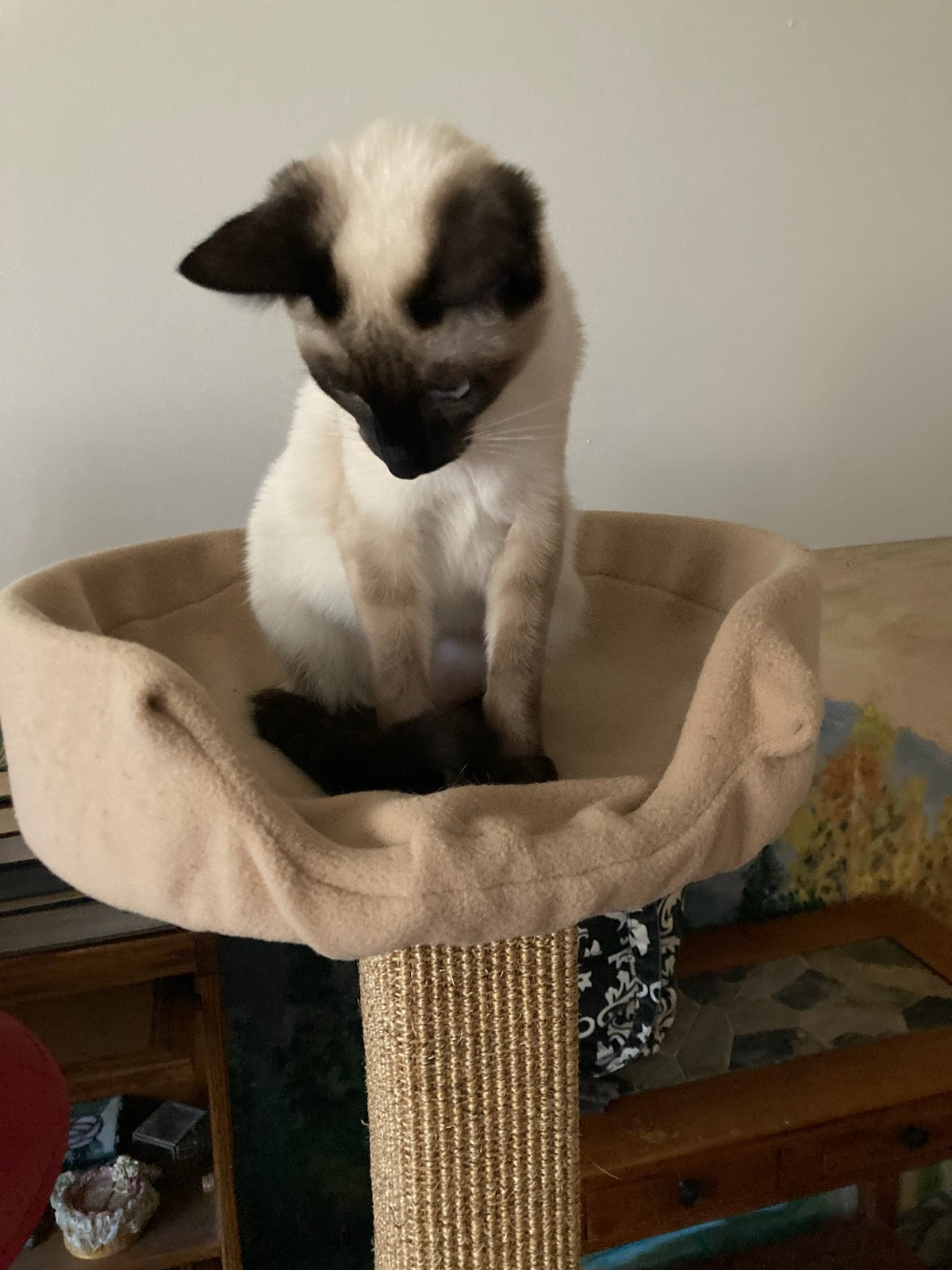 CRIJO Home - One Bed Scratcher